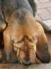 Bloodhound krytí