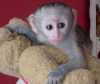 nádherné opice kapucín dítě připrav