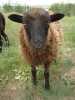 Prodám Quessantskou ovečku, narozena 8.4.2012 k odběru na konci července. Je odčervená, není registrovaná, cena 4000,- (dohoda na ceně možná) nebo i výměna za jinou Quessantskou ovečku