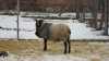 Prodám jehňata romanovských ovcí - beránky z registrovaného chovu, stáří 8 měsíců, váha cca 40 kg.