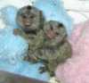 Samec A Samice Marmoset Opice Pro Prodej naše opice jsou doma vyškoleni a nosí plenky budou prichází s jejich výstrojí pro více informací a obrazu nás kontaktujte 


