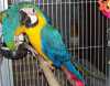 Ara Ararauna papoušek papoušci na p
