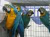 Zlatá A Modrá Papoušek papoušci  