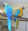 Pekné Ara Ararauna papoušek  