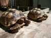 Sulcata a Aldabra želvy páry nabíze