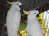 krásné Deštník kakadu papoušci 