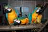 Prodám Ara Ararauna papoušek  