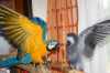   Pár papoušků, hovorný, měsíce - při hledání nového domova. Dobře vyškolení a pozorný. Říká slova jako 