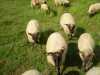 Prodámjehňata a tří leté ovce 