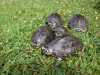Nabízím vodní želvičky Geoclemys hamiltonii, počet 0.0.5, velikost 15 – 22 cm. Želvičky v super stavu, ruším chov. Jen vážní zájemci. Informace na tel.: 606 141614, p. Zikeš.
