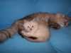 sibiřská kočka, něvská maškaráda
