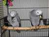 Mám Samci A Samice afrických papoušku šedých pripraven na nové domovy jsou hravý a už se snaží mluvit oni jsou nyní pripraveny kontaktovat pro více informací, pokud si zájem v nich (sabinecka@yandex.com)
