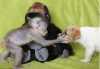 Máme krásný Kapucínský opice a hledáme nový domov pro ne. Oni jsou nyní  a mají všechny potrebné dokumenty. Naše papoušci jsou DNA testováno a oni jsou velmi zdravé. Pricházejí s klecí a žili s detmi a jiné domácí mazlícky. Máte-li zájem, pošlete nám e-mail