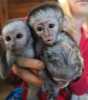 Sladké Kapucínský  opice pro prodej