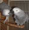 Žako Africké šedé papoušci pro prod