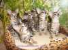 Zadáme překrásná vymazlená čistokrevná koťátka plemene Savannah z našeho vrhu H, narozená dne 14.dubna 2017. Volní jsou poslední 2 kocourci a 2 kočičky. Europas, čip, vakcinace, odčervení,TICA registrace, smlouva, chovatelský servis. K odběru začátkem července. Jako poděkování za včasnou závaznou rezervaci koťátka ( nejpozději do 30. června 2017 ) od nás nový majitel obdrží startovací balíček. Ten obsahuje pelíšek, kočičí postroj, flexivodítko, hračku, značkové granule a Barf balíček na první dny .Všechny zájemce zveme na nezávaznou návštěvu. Přijďte si koťátka a jejich rodiče prohlédnout, můžete se s nimi pomazlit, probereme spolu problematiku chovu a tak zjistíte, zda je pro Vás právě toto plemeno vhodné. Jako bonus si u nás můžete pomazlit zcela krotkého servala.Do nového domova může jít ihned kocourek Ghost a kočička Gilly z předchozího vrhu ze dne 18. ledna.