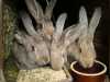 Prodám králíky po belgickém obrovi