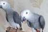 Žako Africké šedé papoušci 