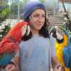 Prodám Vánoce Ara Ararauna papoušci