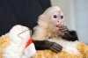 Nádherné kapucínské opice jsou nyní