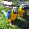 Modré a zlaté papoušky papoušků