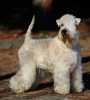 Irish Soft Coated Wheaten Terrier - prodám štěně psa, s PP po Multišampionech krásy, oba rodiče import. Střední vel., výb. hlídač a kamarád, na chov, výstavy, sporty - agility nebo jako člen rodiny.
Velmi inteligentní, vycvičený, očkovaný, odčervený, s Pasem a čipem. Jen do milující rodiny, odběr 8/2019 - nezávazná návštěva vítána. 
