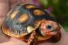 Suchozemské želvy uhlířské - odchov