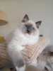 Chov. stanice  prodá  krásná  koťatka  Ragdoll s PP. Koťatka  jsou v  barvě  seal , blue  mitted a  bicolor. Očkovaná , odčervená  socializovaná připravená  jít  do  nových  domovů. Kupní  smlouva a  chov. servis  samozdřejmostí
