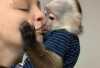 Přátelská mláďata kapucínských opic