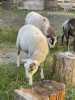 Daruji jehňata ovce kamerunské do dobrých rukou. 
Ideální na chov (do existujícího stáda nebo na spásání trávy), nejlépe ke zkušenějším chovatelům. Do existujícího chovu zdarma. K dispozici jsou ihned. Celkem 2 ovečky a 3 beránci. Možnost odběru jednotlivě.
V případě zájmu či dalších dotazů mě můžete kontaktovat.