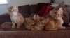 Mám dvě krásné habešské kočky k adopci. Je jim 13 týdnů, jsou velmi čistotní a přátelští. Jsou to bratr a sestra a budou muset jít spolu :-)! Ne každý, kdo zavolá, je adoptuje.