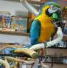Modrý a zlatý papoušek