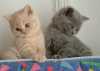 

Prodám britská krátkosrstá koťátka. koťata jsou očkovaná odčervená zkontrolovaná veterinářem vrh vycvičená a naprosto krásná koťátka maminka a tatínek jsou vidět oba jsou modří a mají fantastický čtyřgenerační rodokmen se spoustou červené barvy
kontaktujte nás na whatsapp: +4917667068083
e-mailem: erikaljiljana@gmail.com