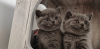 Rodokmen Britská krátkosrstá koťata