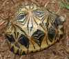 Aldabra želva na prodej 
