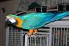 Ara Ararauna papoušek na prodej