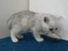 Britská koťata stříbrná s tečkování