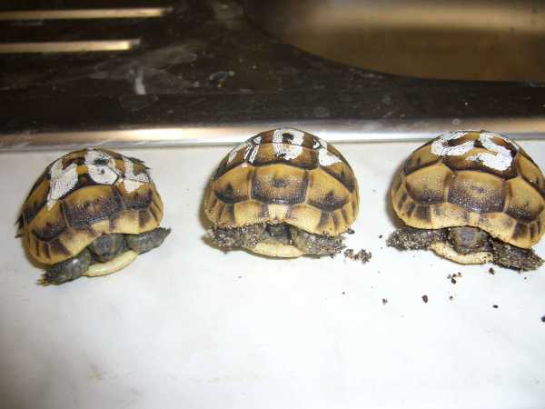 Prodám letošní mláďata želv