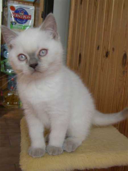 Britská bílá koťata s odznaky nebo kresbou s PP