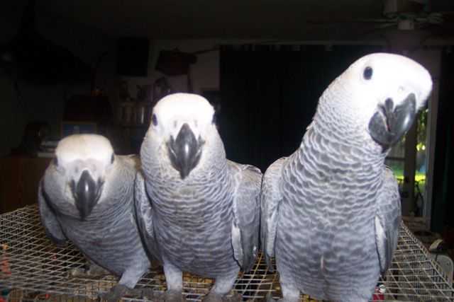 Africké Gray papoušci k přijetí ahoj
