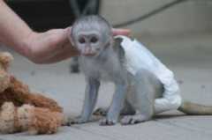 Opice Kapucín
