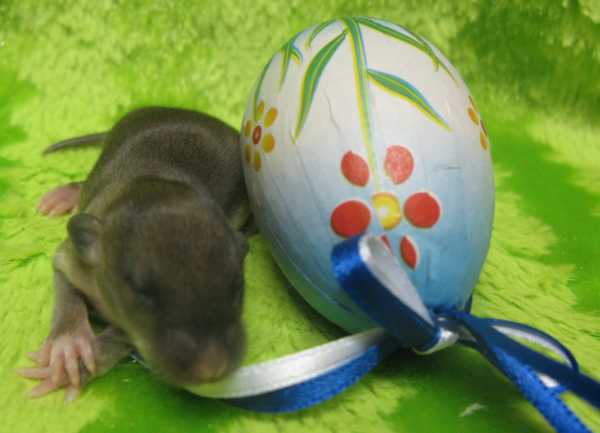 Potkaní miminka