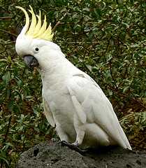 Papoušek kakadu