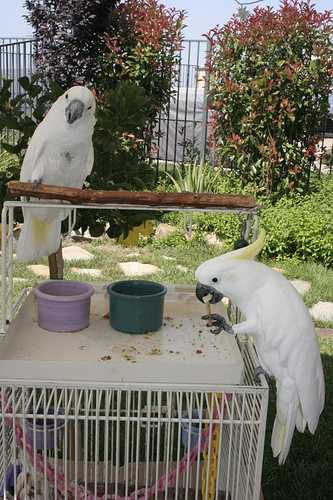 Kakadu ptáků