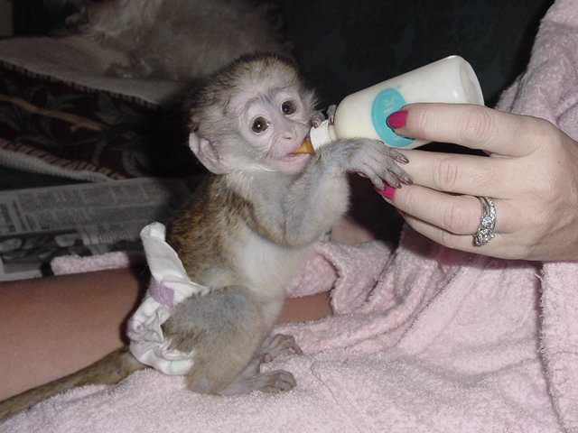 dítě kapucín opic k prodeji.