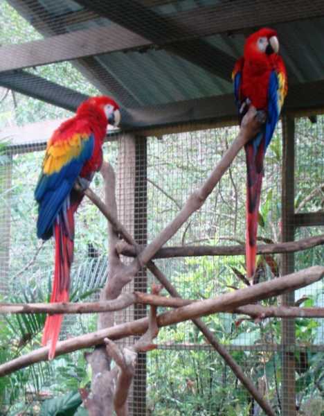 výborný samec i samice Scarlet papoušek papoušci pro přijetí