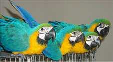 Kouzelný družbovi Blue a Gold macaws
