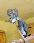 roztomilý afrických Grey papoušci připravena k přijetí