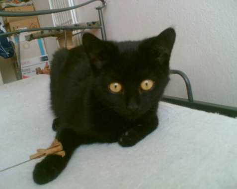 Kotě-daruji černého kocourka