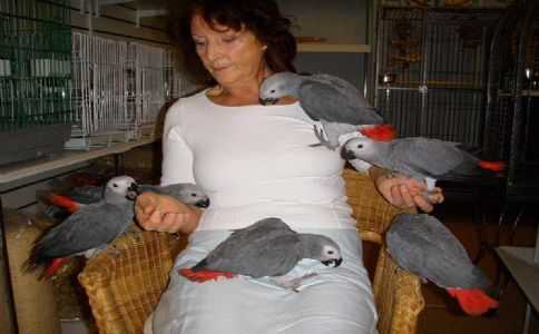 Hovorný Papoušci Afriky Grey zdarma